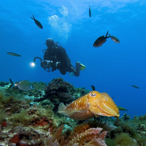 This diver is looking for a good subject. But the cuttlef... by Roland Bach 